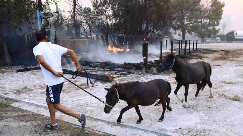 Βαρυμπόμπη: Περίπου 200 άλογα μεταφέρθηκαν στο Ολυμπιακό Κέντρο Ιππασίας