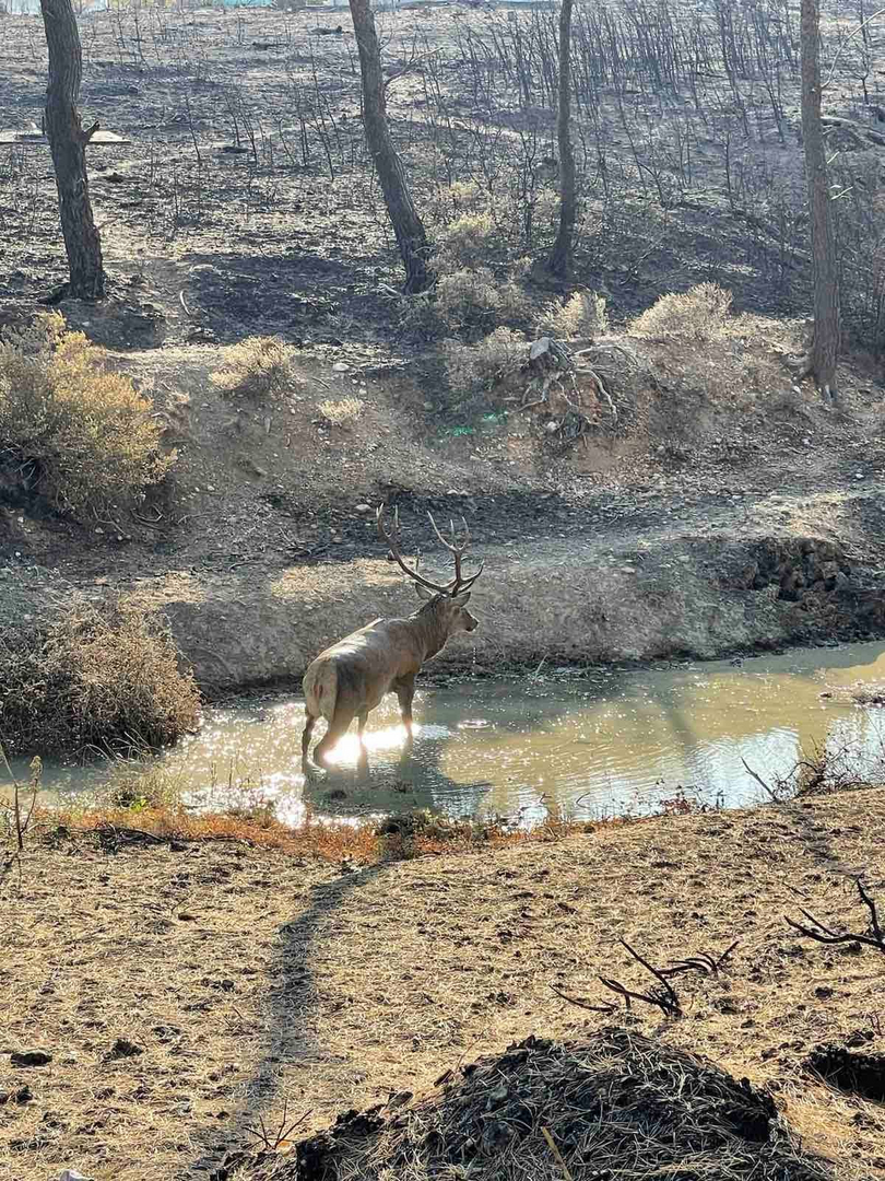 Και όμως η φύση στα καμένα αποκτά και πάλι ζωή! Το απίστευτο βίντεο με ένα αρσενικό ελάφι που παίζει σε νερολακούβα