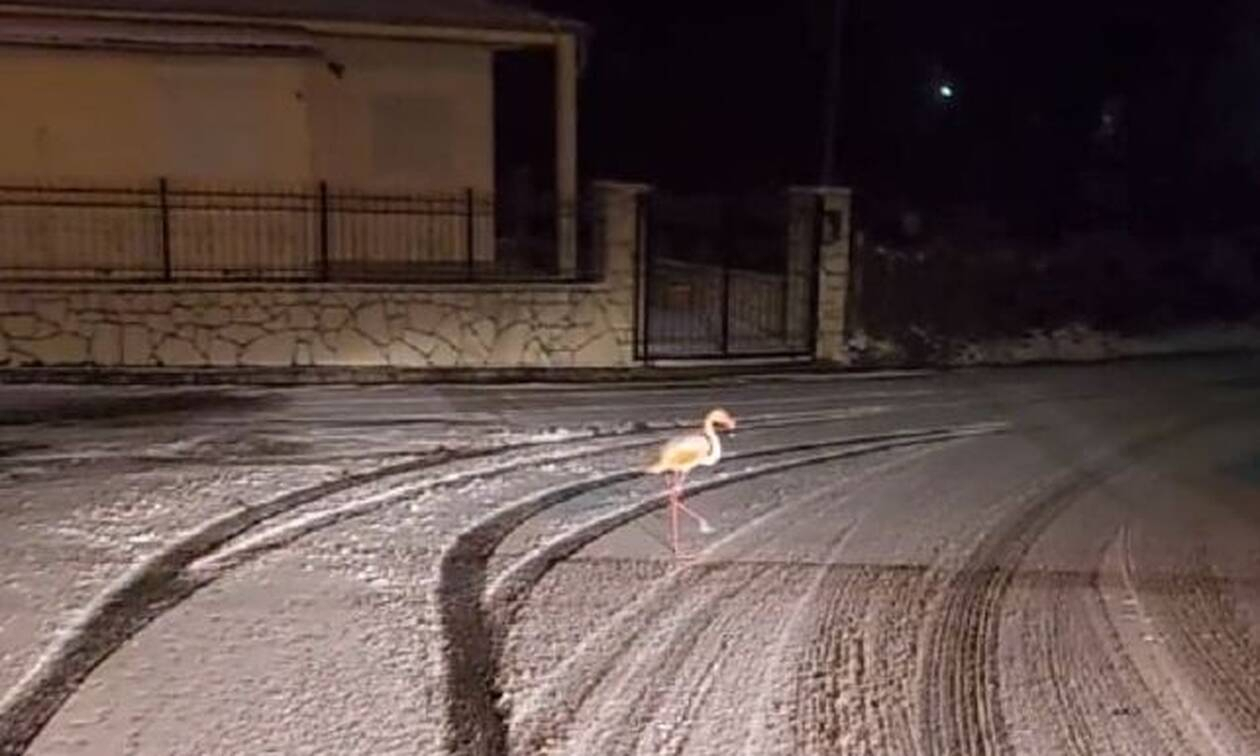 Φλαμίνγκο κάνει βόλτες στους χιονισμένους δρόμους της Ευρυτανίας