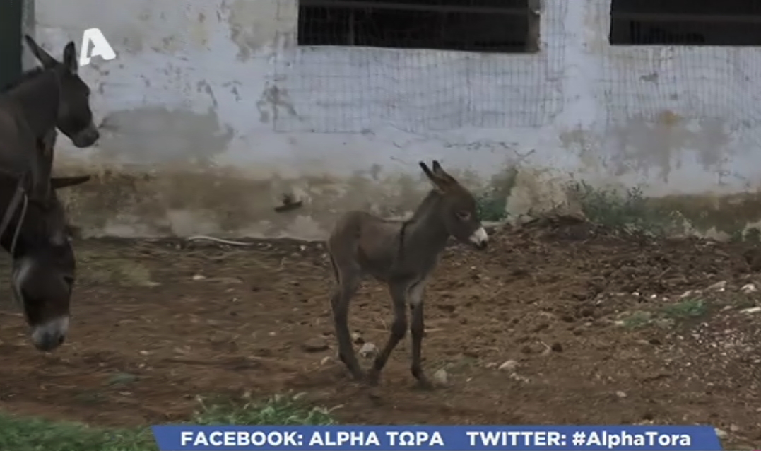 «Alpha τώρα»: Γαϊδουράκι τριών ημερών «κλέβει» την παράσταση με τα νάζια του!