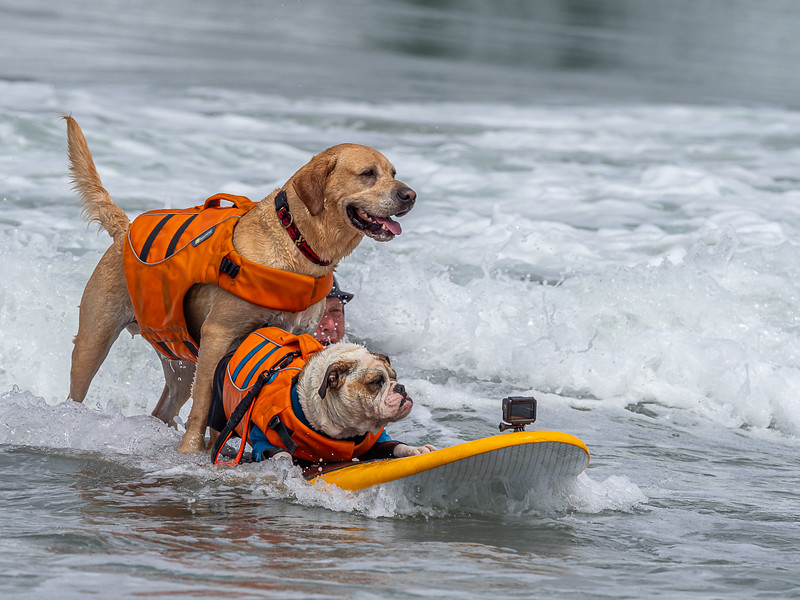 Πρωτάθλημα surfing για σκύλους: Δαμάζουν τα κύματα και μαζεύουν χρήματα για το κλίμα!