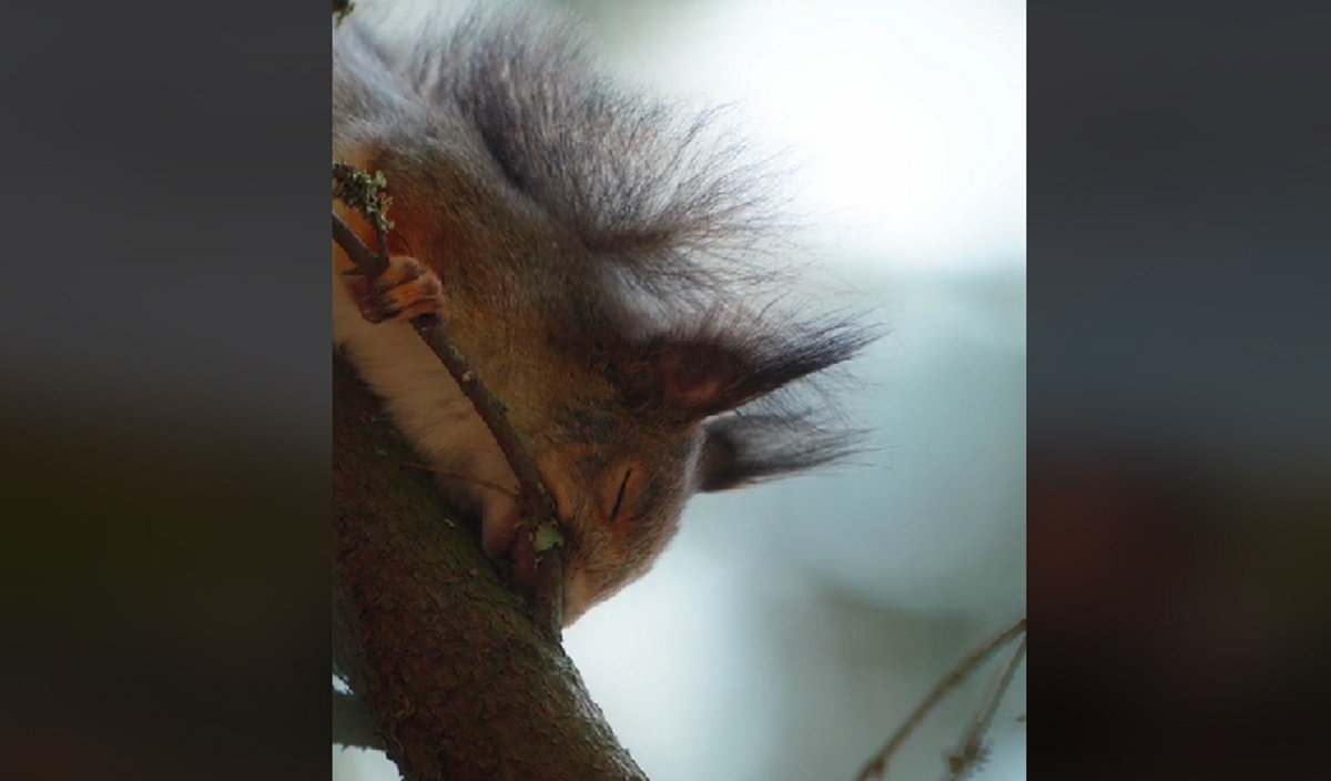 TikTok: Απόλαυσε σε 40 δευτερόλεπτα τα πιο cute ζώα να κοιμούνται