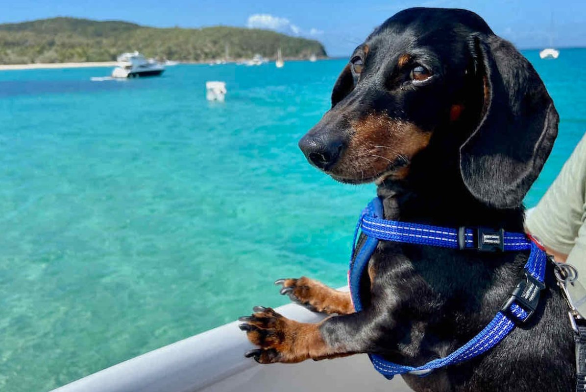 Το πιο pet friendly νησί των Κυκλάδων: Πού θα πας διακοπές με τον τετράποδο φίλο σου;