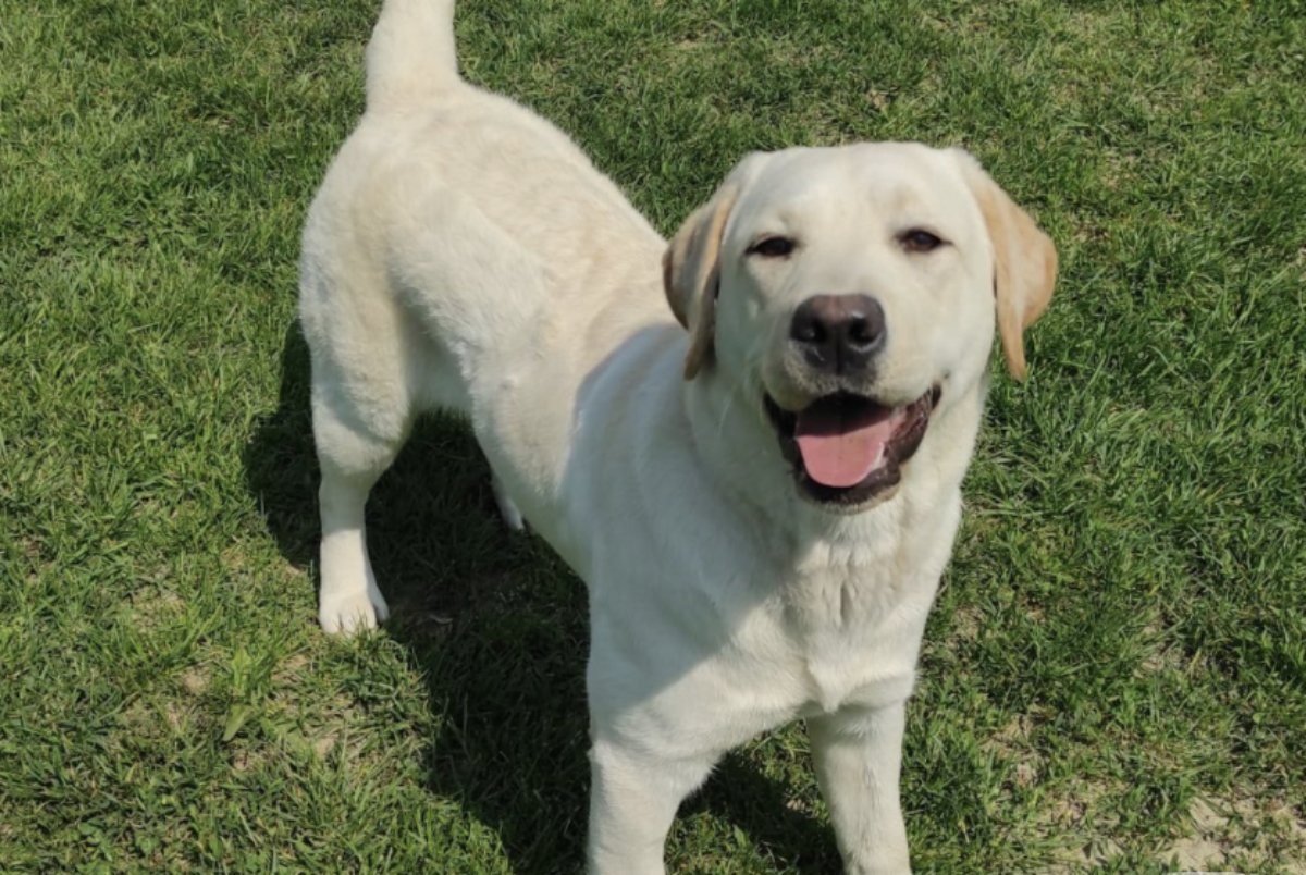 4+1 καθημερινές σας συνήθειες που ενοχλούν τον σκύλο σας