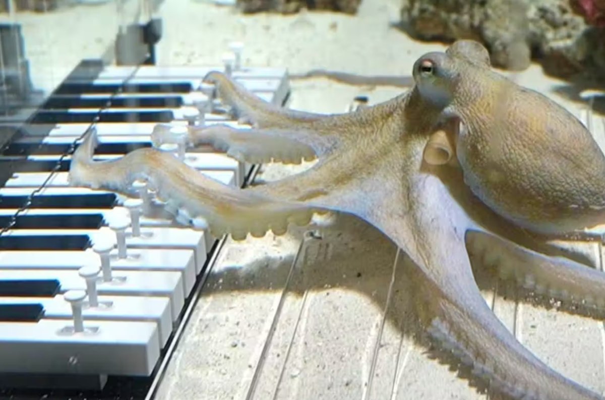 Το χταπόδι που έμαθε… πιάνο: Η απίστευτη ιστορία του Tako που έγινε viral