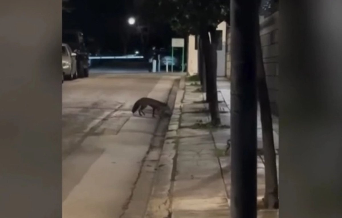 Αλεπού «τρύπωσε» στο Μαξίμου – Το στιγμιότυπο που κατέγραψαν οι κάμερες