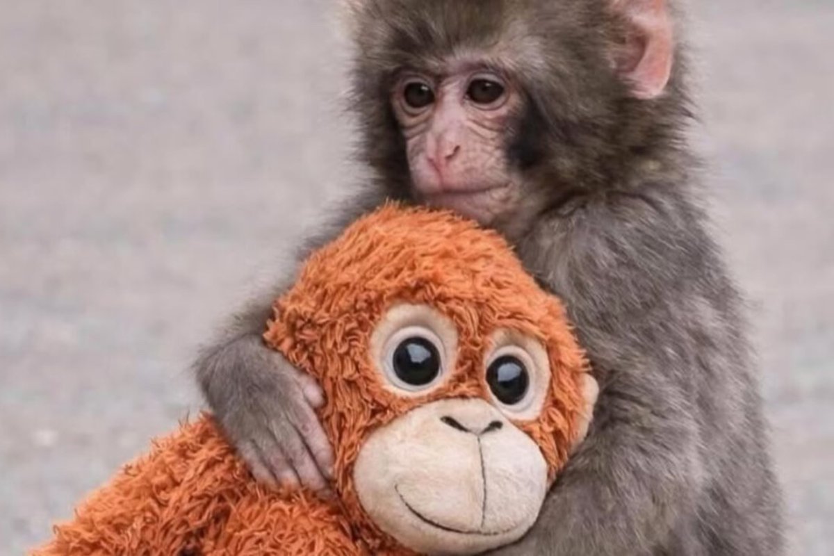 Punch: Το viral μαϊμουδάκι που η μαμά του δεν το αγκάλιασε ποτέ και βρήκε παρηγοριά σε ένα λούτρινο