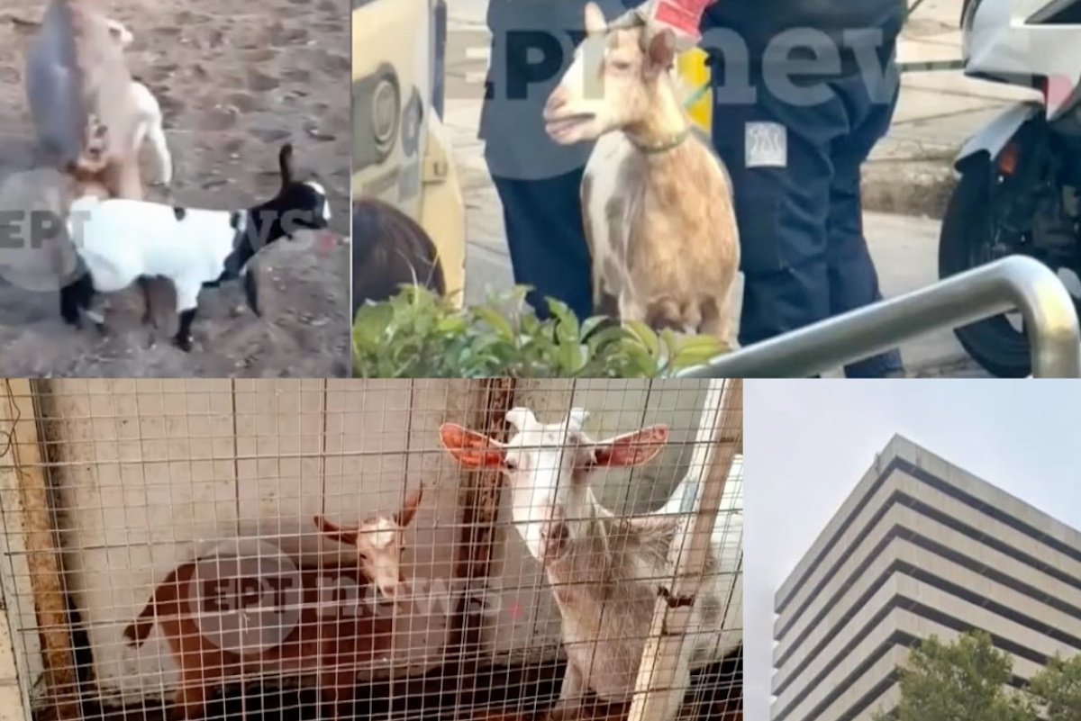 Αμπελόκηποι: Απίθανη ιστορία στην καρδιά της Αθήνας – «Η κιβωτός του Νώε» σε ταράτσα πολυκατοικίας!