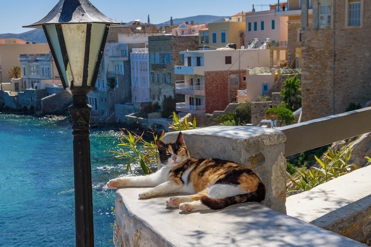 Σύρος: Το όνειρο κάθε cat lover έγινε δουλειά – Φροντίζεις γάτες και μένεις δωρεάν στο νησί