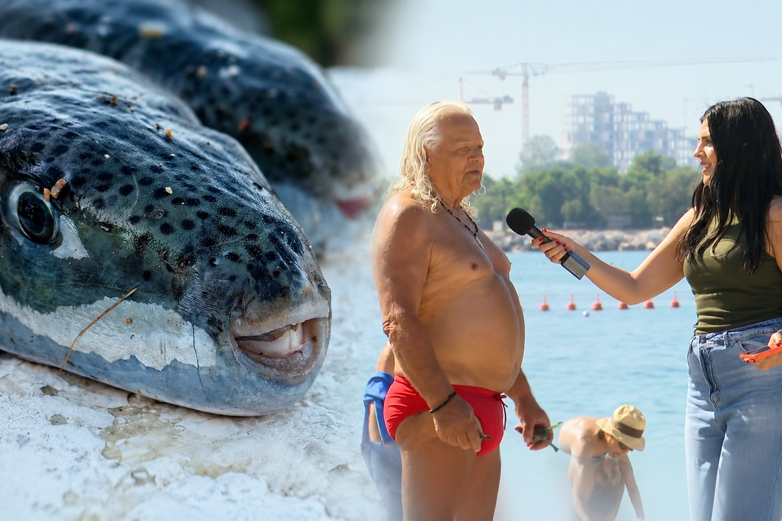 Λαγοκέφαλοι παντού! Η viral ατάκα του κυρίου Λάμπη έγινε αφορμή για να ρωτήσουμε το ChatGPT