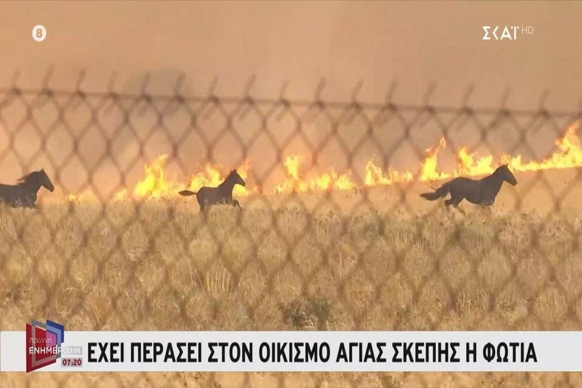 Φωτιά στη Δυτική Αττική: Συνεχίζεται η μάχη με τις φλόγες – Συγκλονίζει βίντεο με άλογα να τρέχουν για να σωθούν